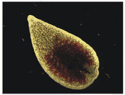 Imagem da página Invertebrados Bentónicos