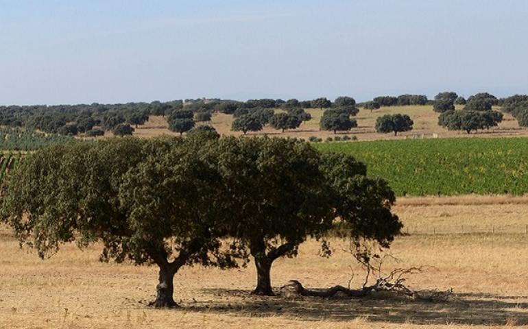 Alentejo September 2000 401