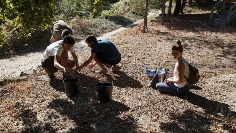 171008-VoluntariadoVOU-RecolhaBolotas