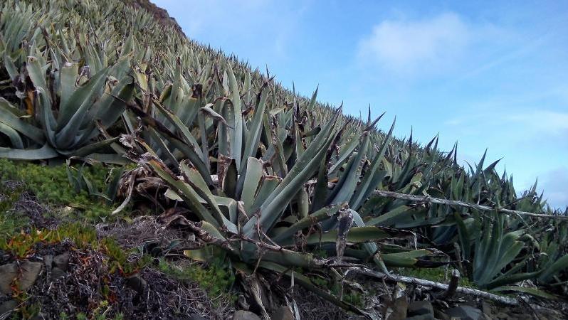 Agave americana a controlar