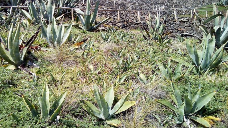 Agave americana e Lotus azoricus