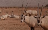 antilopes 2000 503