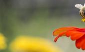 bee2orangeflowerFort 2000 456