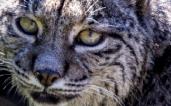 lince 1814 400