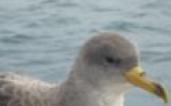 SAFE ISLANDS FOR SEABIRDS