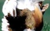 bustard  LIFE2003NAT CP P 000008 COVER