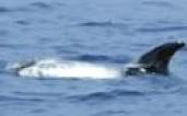 cetaceos Madeira