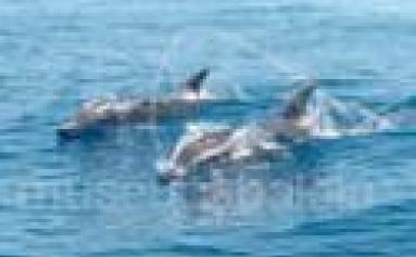 CETACEOSMADEIRA II