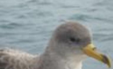 SAFE ISLANDS FOR SEABIRDS