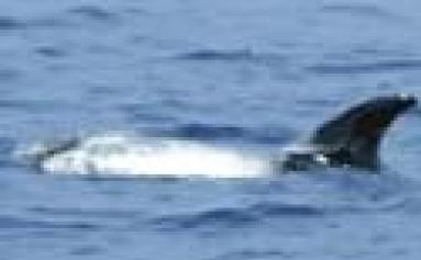 cetaceos Madeira